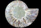 Agatized Ammonite Fossil (Half) - Madagascar #83789-1